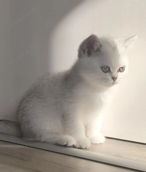 Bkh kitte, grüne Augen 