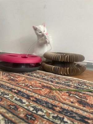 Süßes weißes Kätzchen sucht liebevolles Zuhause
