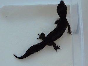 1.0 Black Night (MS) Leopardgecko Männchen Adult abzugeben!
