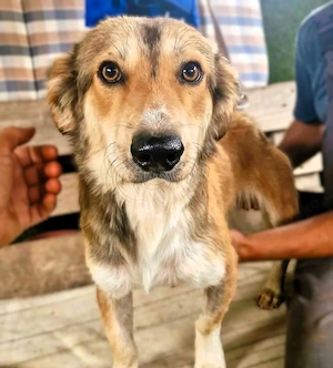 Leroy, ein sanfter kleiner Schatz sucht sein großes Glück.   