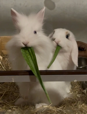Dringend: Zwei liebe Kaninchen suchen ein neues Zuhause