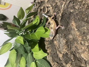 Leopardgecko Weiblich