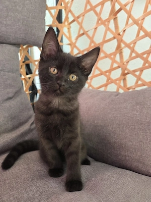 maine coon mix 