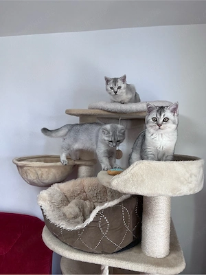 BKH Reinrassige Kitten.