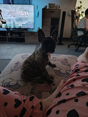 französische Bulldogge Mädchen 