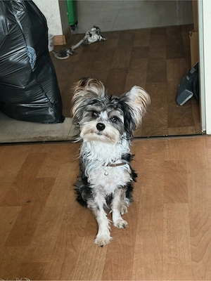 Yorki sucht 