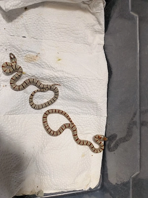1.1 Lampropeltis leonis nz 26