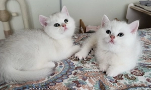 bkh kitten mit Stammbaum 