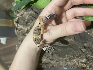 Leopardgecko Weibchen inkubiert