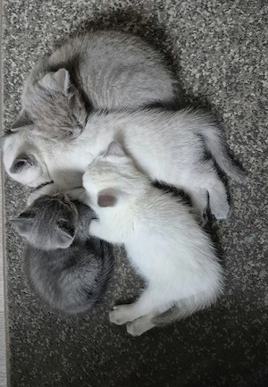 Reinrassige BKH Kitten 
