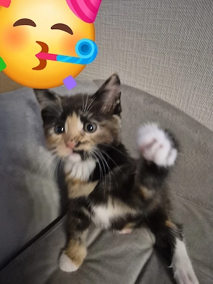 Maine coon perser mix 