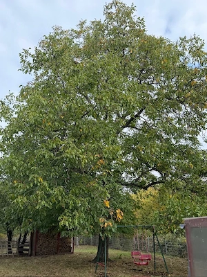 Garten Freizeitgrundstück Bild 2