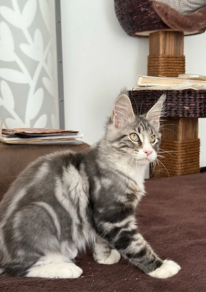 XXL Maine Coon Kitten Katerchen , 5 Monate alt, Katzen 