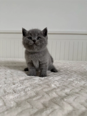 BKH Kitten Britisch Kurzhaar Katzen in blau reinrassig
