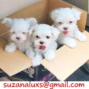 Süße Malteser-Welpen (Rüden und Hündinnen) abzugeben: suzanaluxs @ gmail . com 
