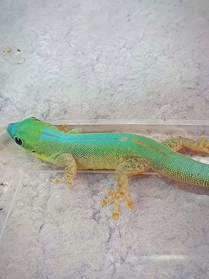 Phelsuma robertmertensi 