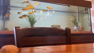 Aquarium mit fischen und zubehör 
