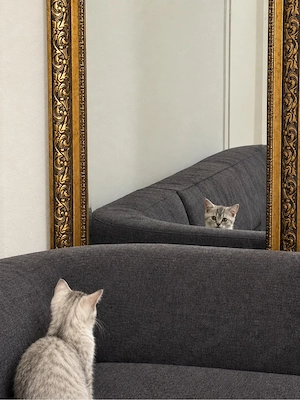 Süße Katzenbabys suchen ein neues Zuhause