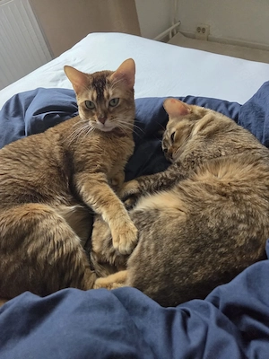 Bengal katzen suchen neues zuhause