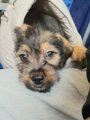 kleiner Chihuahua Mischlingswelpe sucht ab sofort heute 225 Euro 