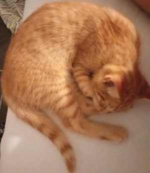 Roter Kater abzugeben 