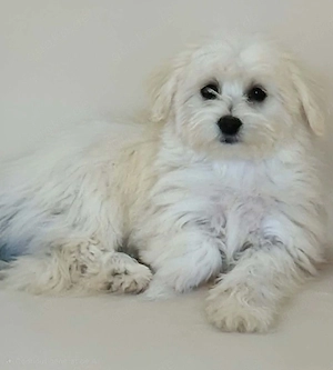    Bichon Malteser Mini Toy   Rüde abzugeben