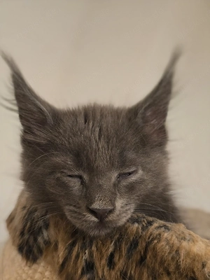 Maine Coon Katerchen