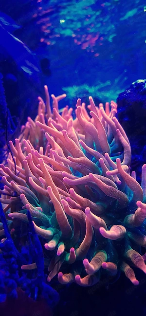 Anemonen Quadricolor Sunburst