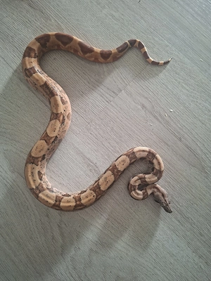 1.0 Boa imperator NZ26 Bild 2