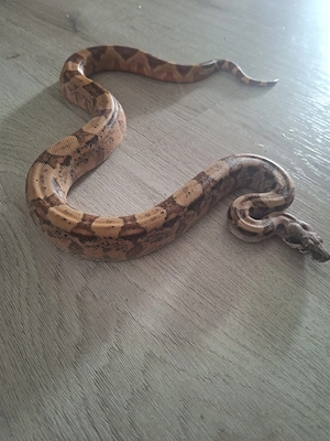 1.0 Boa imperator NZ26 Bild 1
