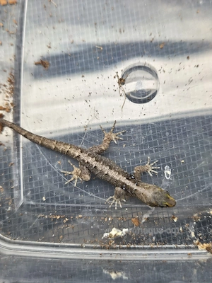 1.1 gonatodes caudiscutatus 