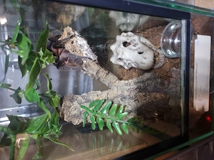 Vogelspinne inklusive komplett eingerichtetem Terrarium. 