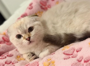 Britisch-Kurzhaar-Katze sucht liebevolles Zuhause     