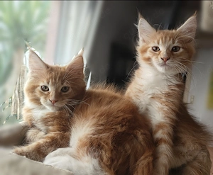 Maine-Coon Kitten, reinrassig, groß, wunderschön