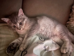 bkh mädchen kitten 12 wochen 