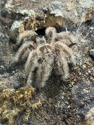 Tliltocatl albopilosus - Nicaragua