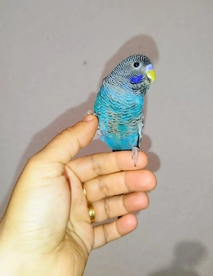 Handzahm blackface Spalt blackwing Wellensittich zahm zutraulich Vögel Haustier 