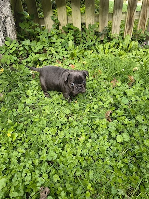 Französische Bulldoggen Welpen
