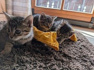 Drei bezaubernde Katzenmädchen suchen ihr Zuhause auf Lebenszeit
