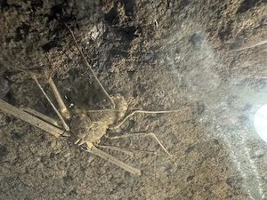 Euphrynichus bacillifer