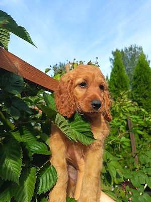 Cockapoo & Cockerpoo Welpen 