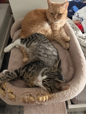 suchen eine baby katze 