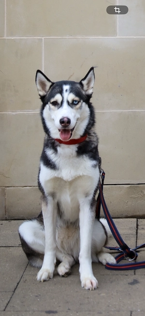 Siberian Husky Weibchen
