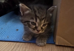 Perser Kitten sucht!   