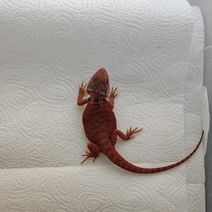 Bartagame, weiblich,Translucent Leather Poss. Het Hypo Female