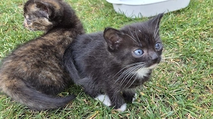 Junge Katzen in liebevolle Hände abzugeben 