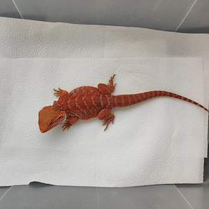Bartagame männlich, Poss. Het Hypo Trans Male