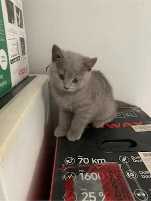 Beschreibung Eine Britisch Kurzhaar Kater 