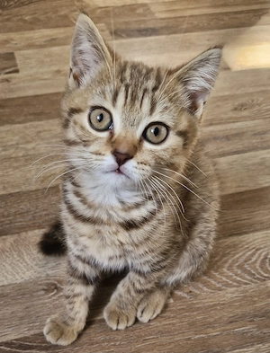  Britisch Kurzhaar Bkh  Kitten  Abgabe ab 9.10 