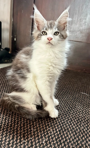 Maine Coon Mädchen 